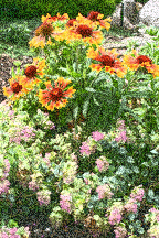 Dittany adn Balnketflowers