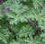 Image 2-4