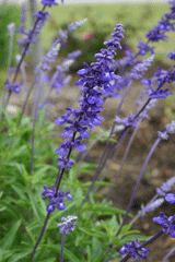 Mealy blue sage