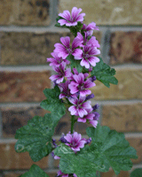 perennial hollyhock