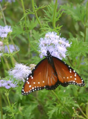 Butterfly on Blue Mist Flowers